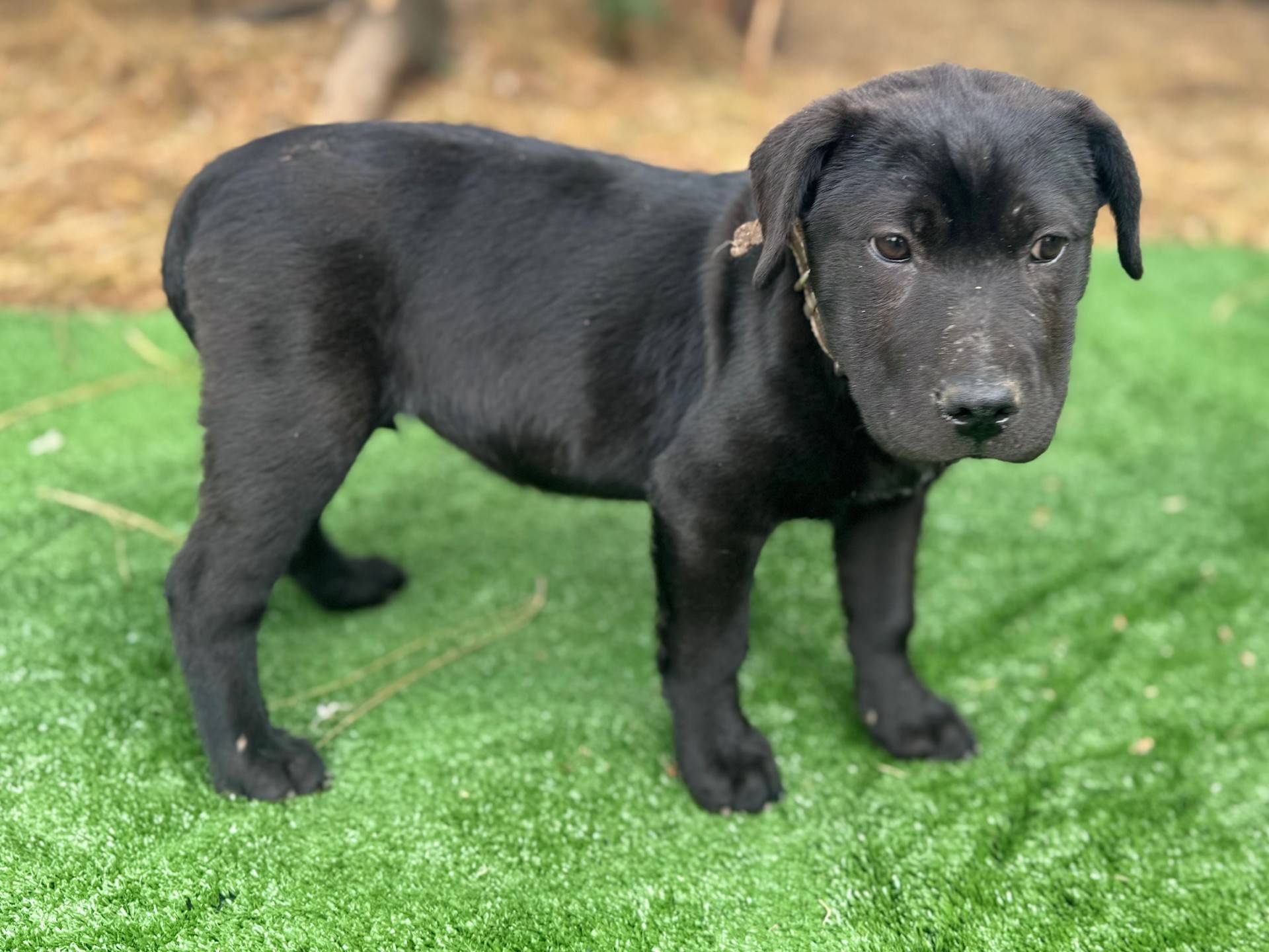 🐾 Bella