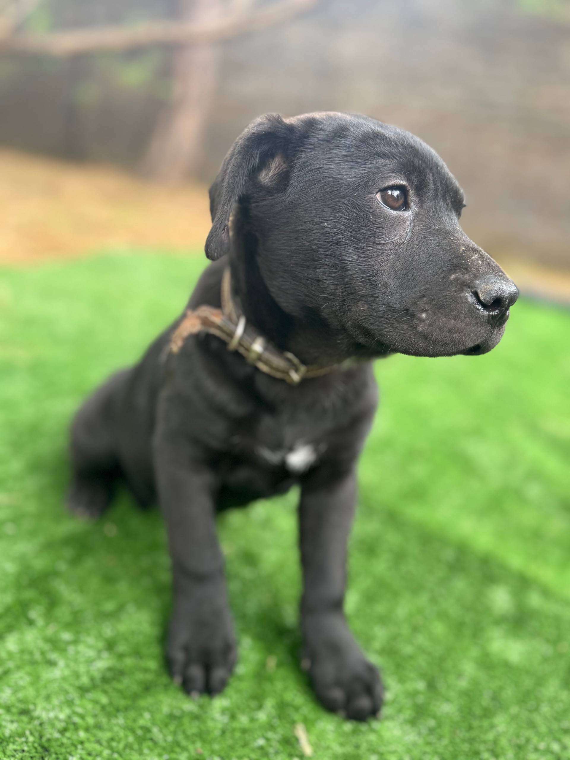 🐾 Bella
