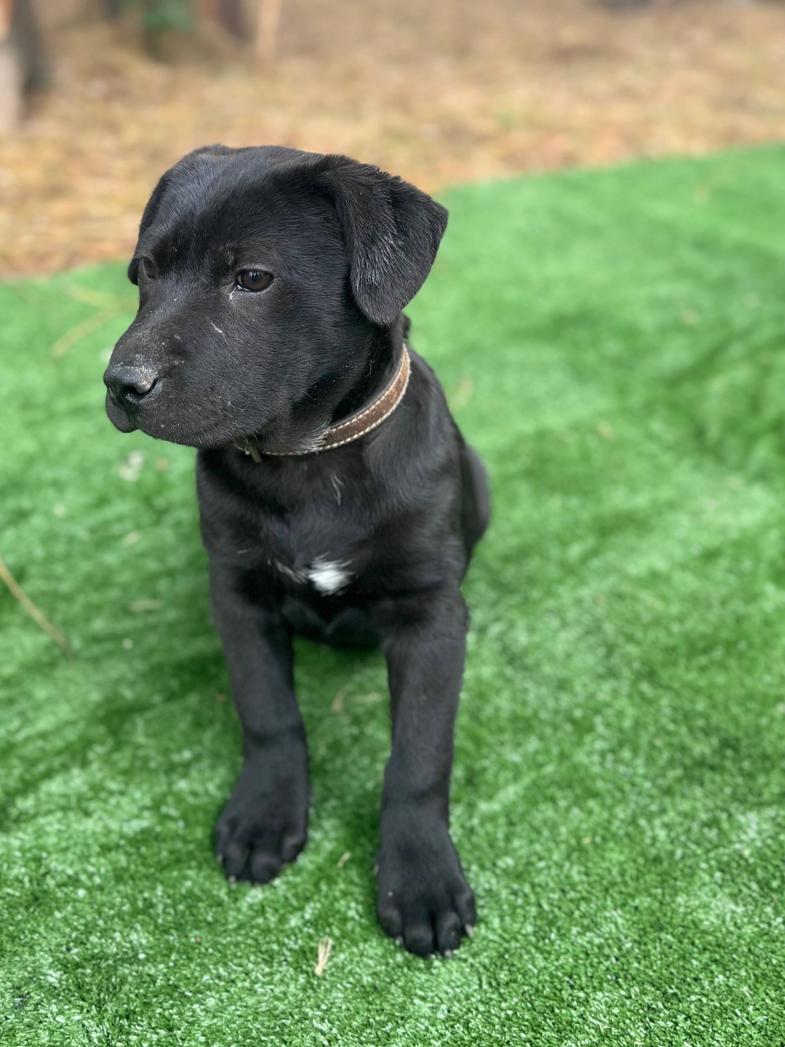 🐾 Bella