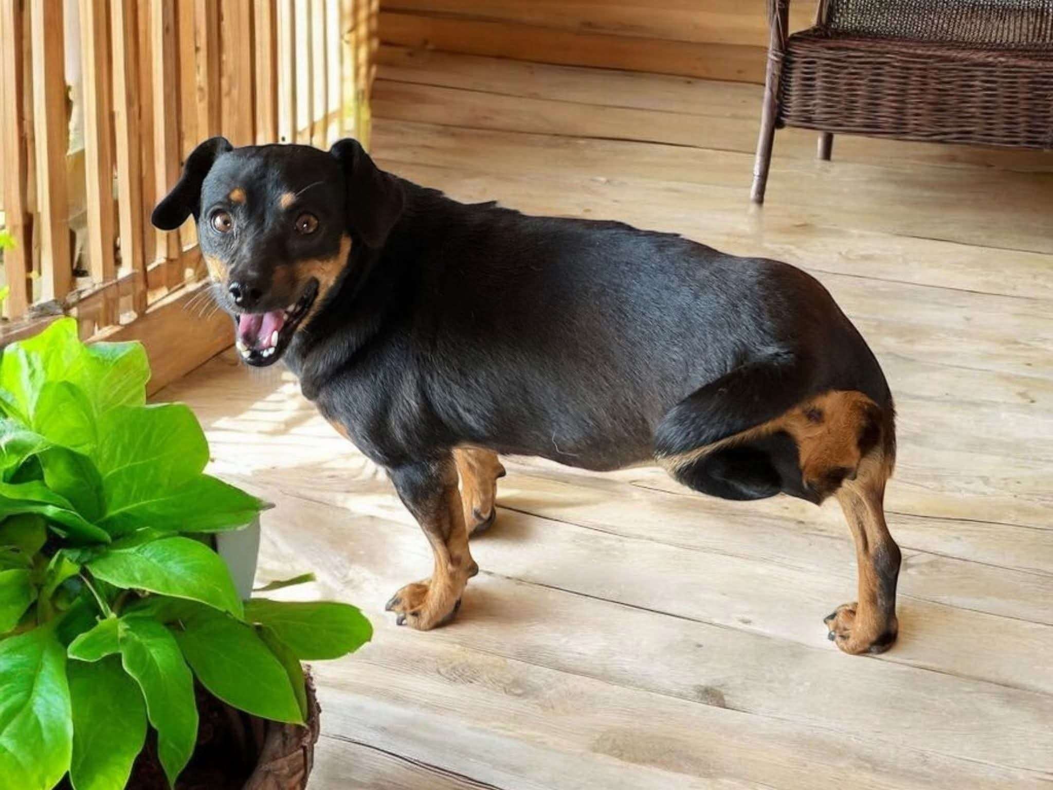 Pippa