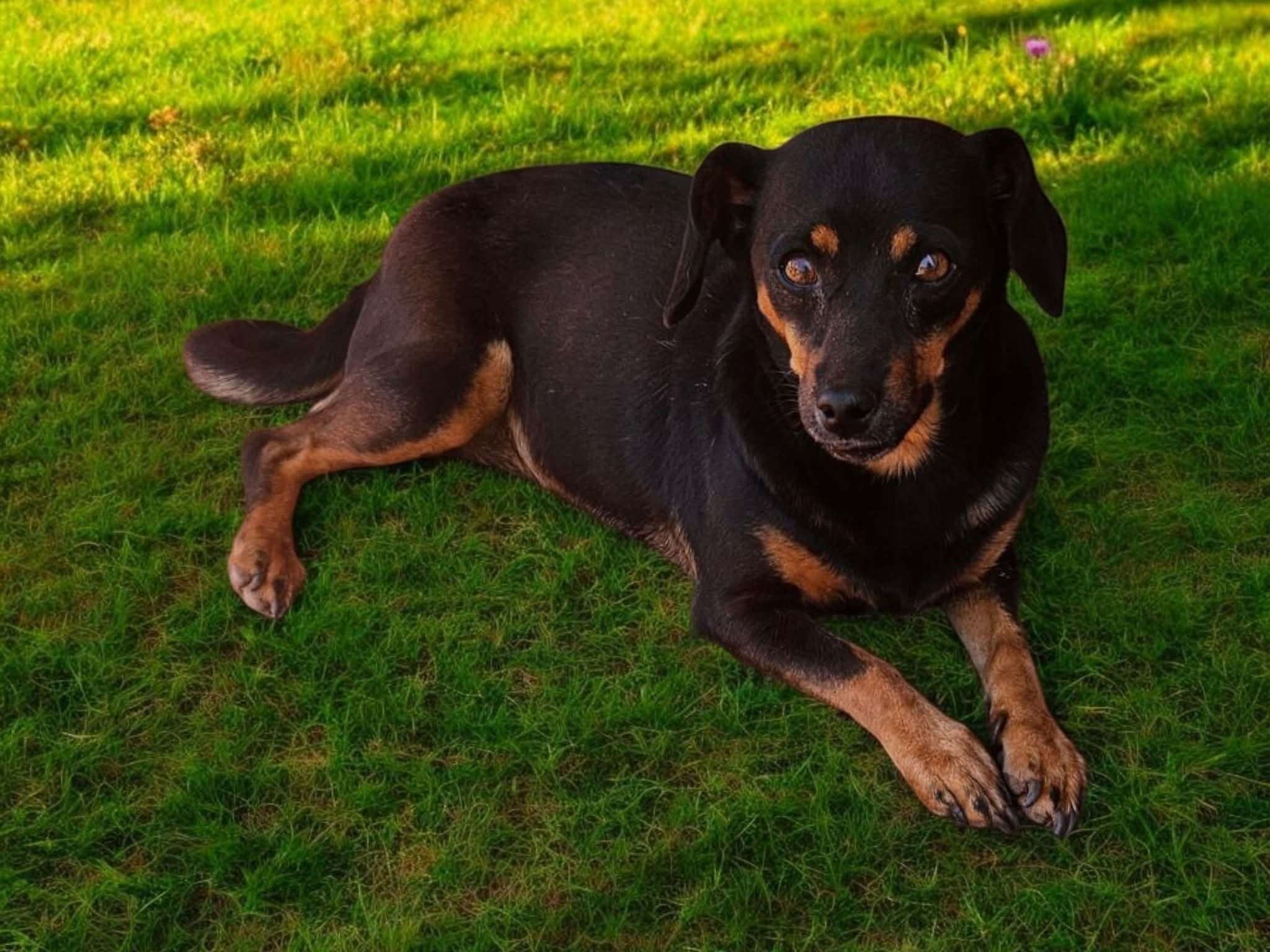 Pippa