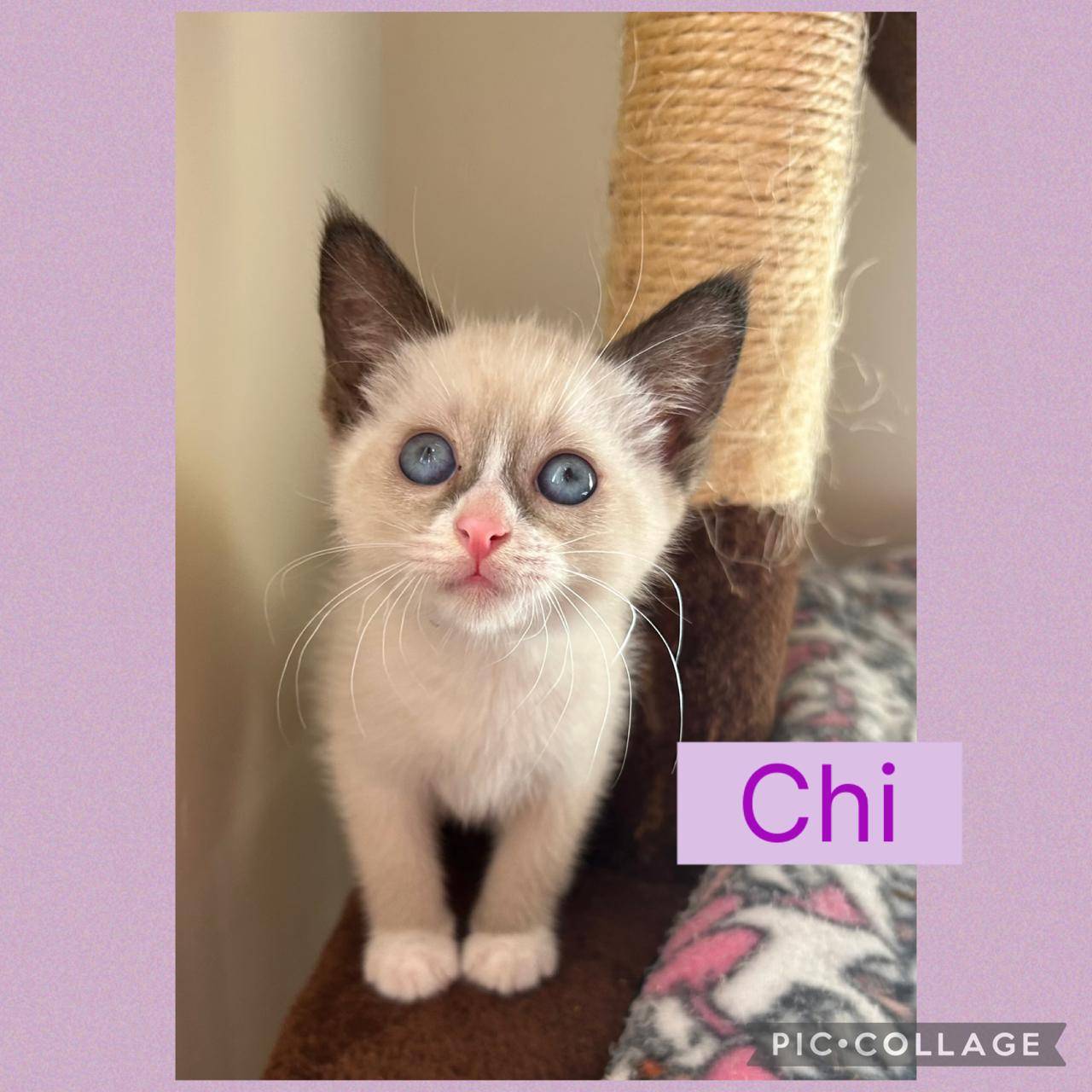 Chi