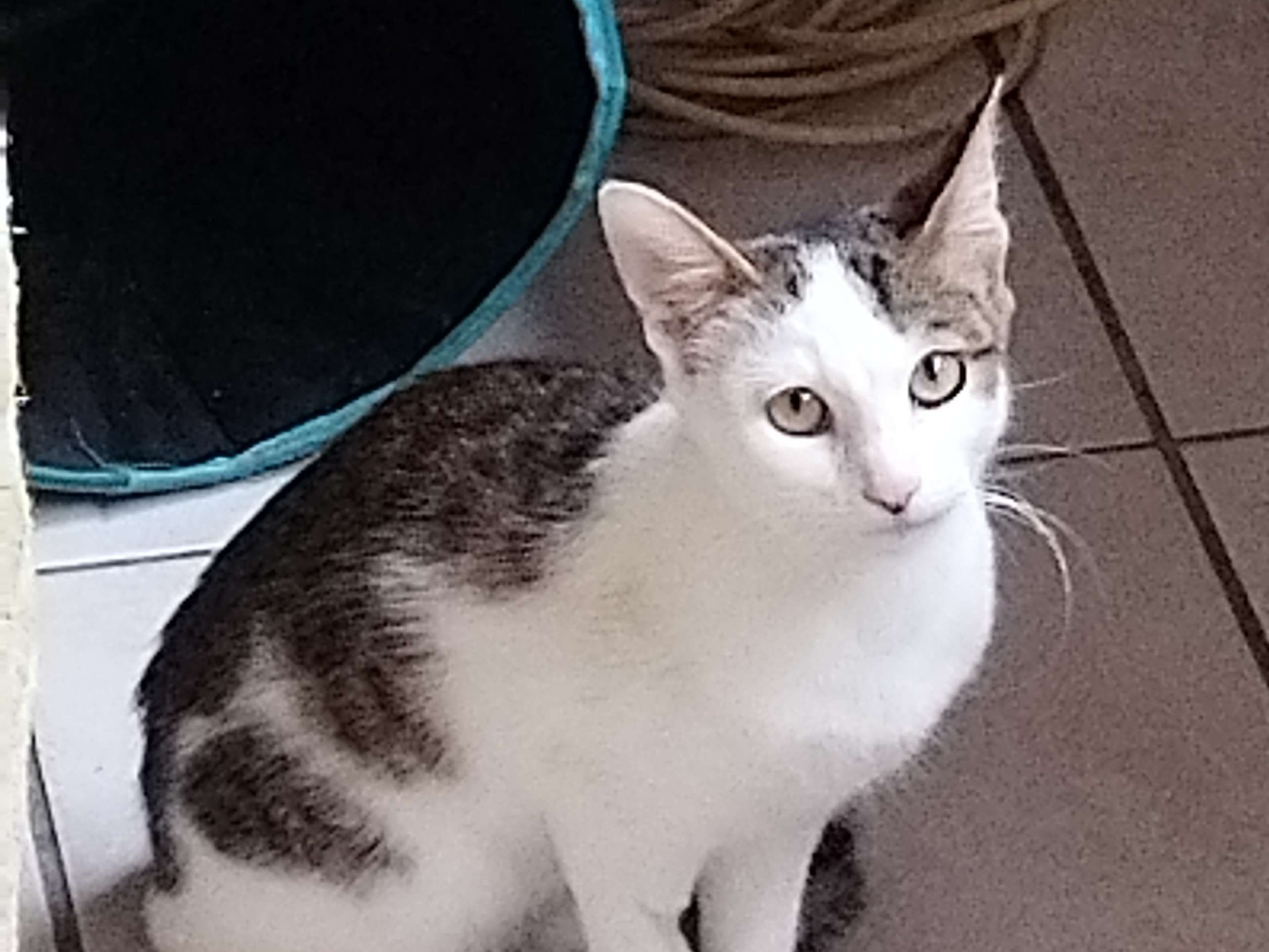 Mia