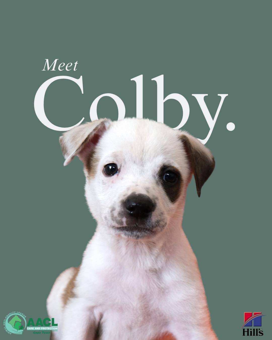 Colby