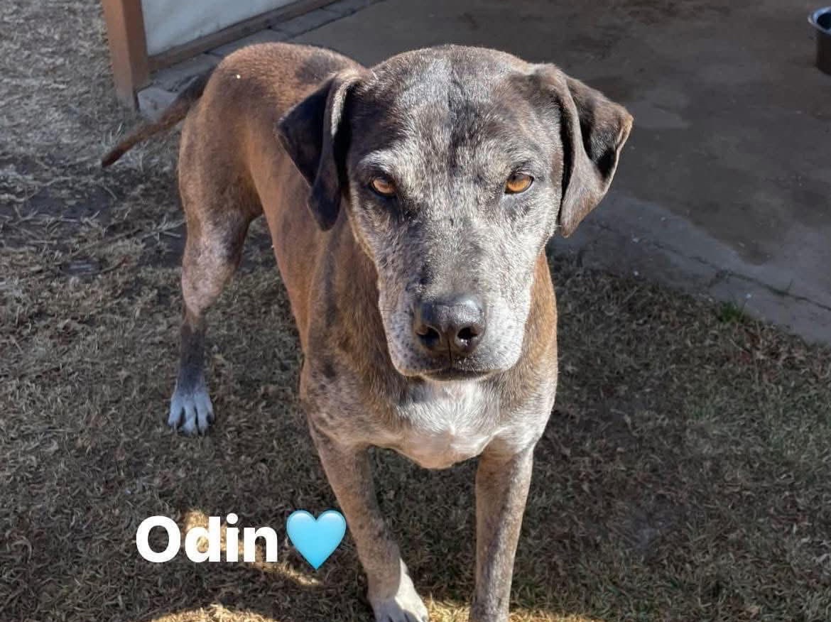 Odin