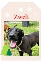 Zweli 🐾
