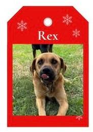 Rex 🐾