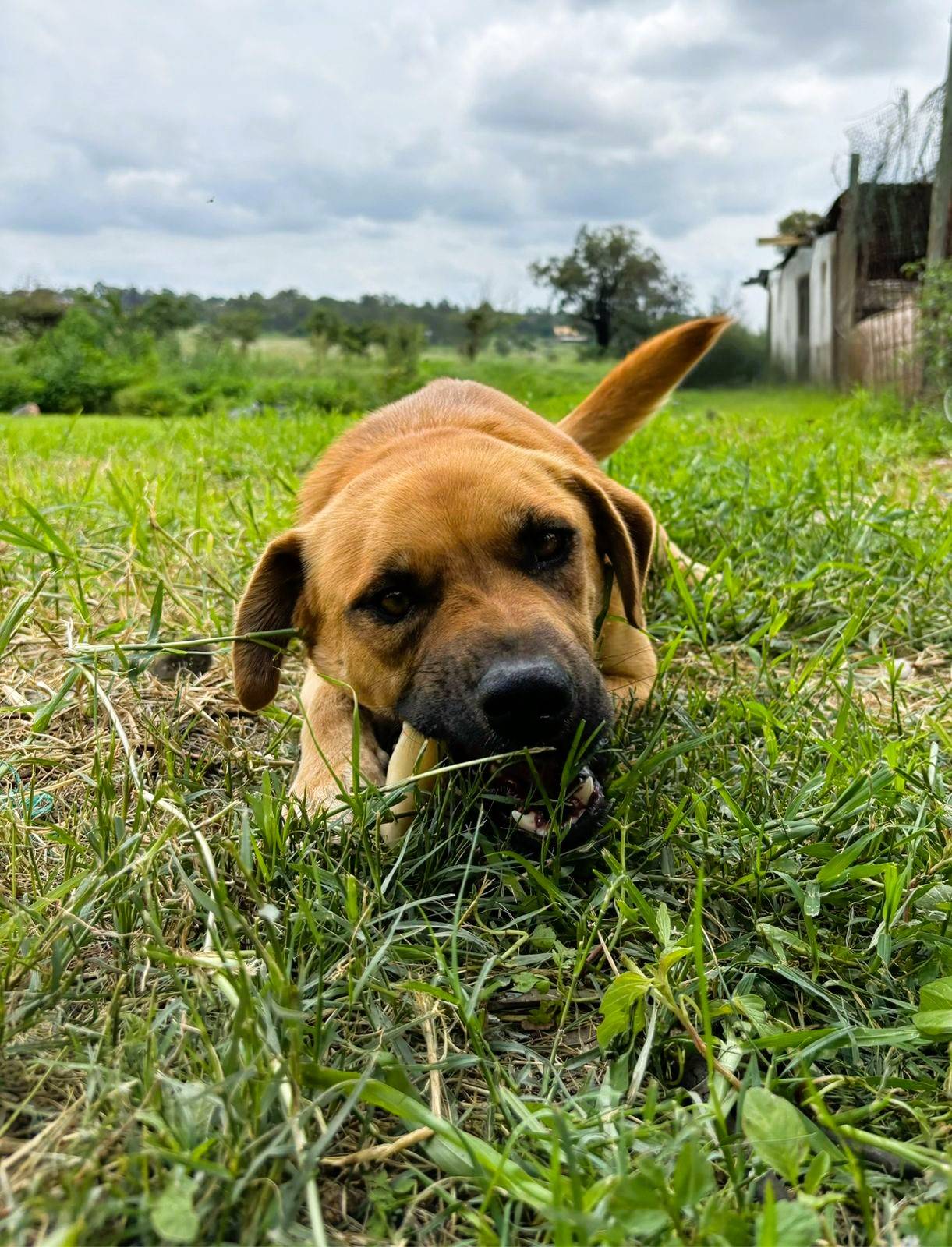 Rex 🐾
