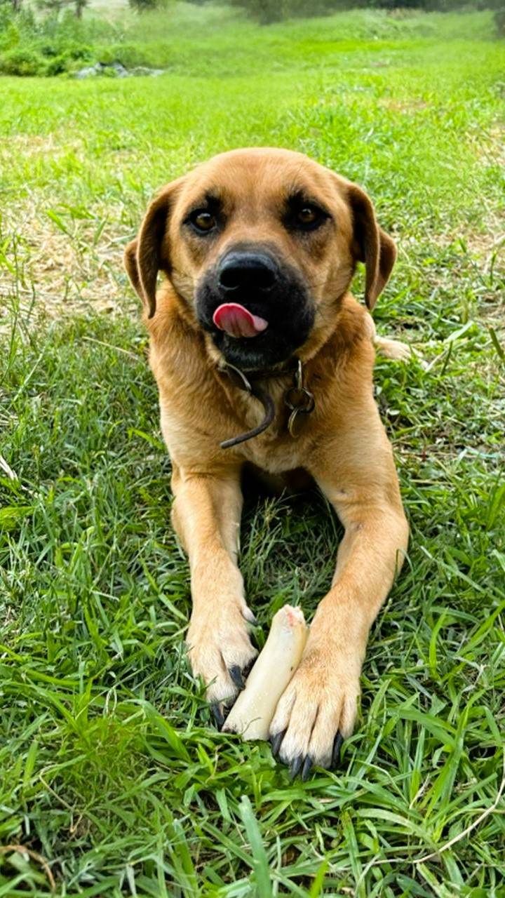 Rex 🐾