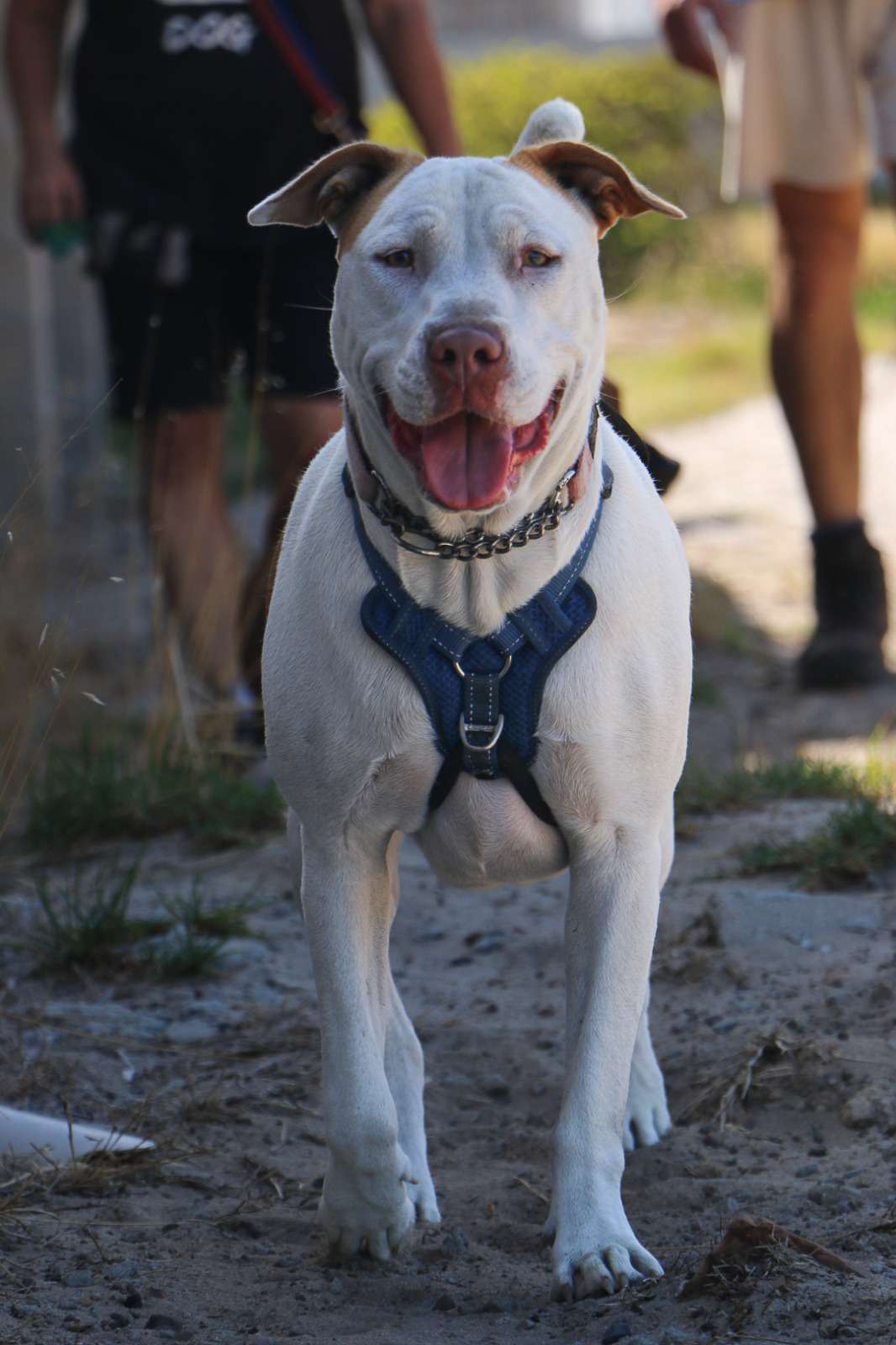Patra
