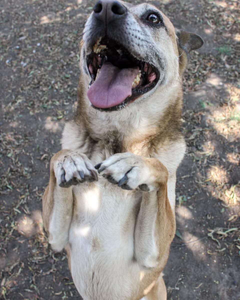 Lira
