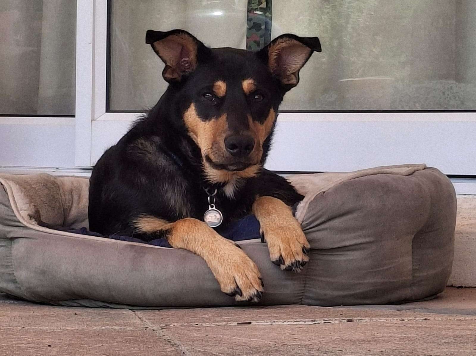 Frankie