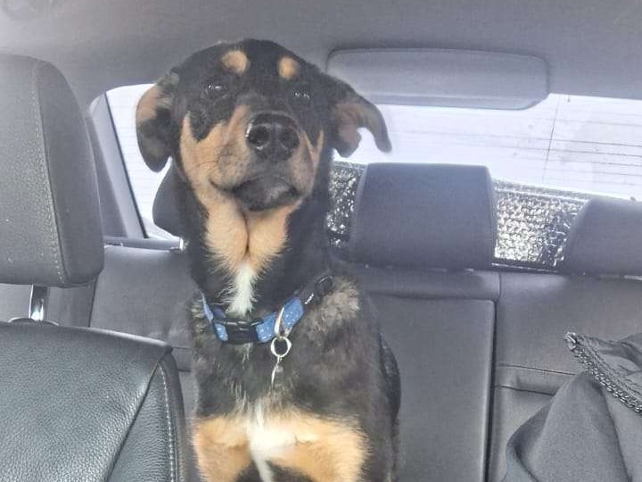 Frankie