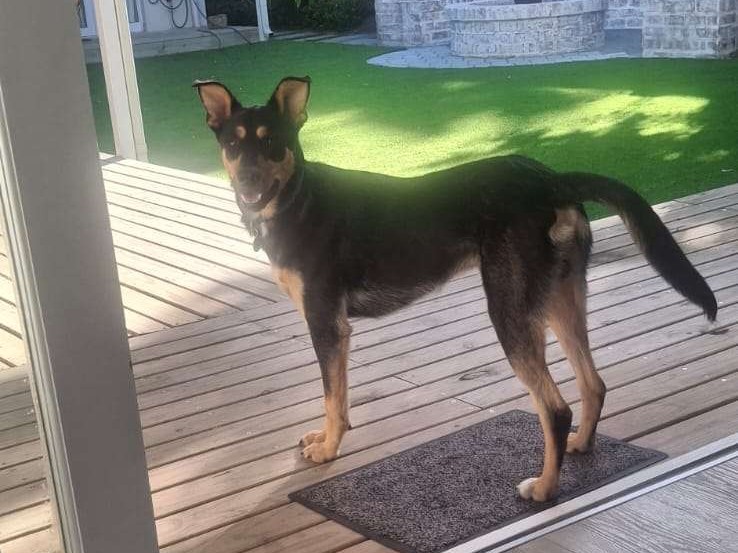 Frankie