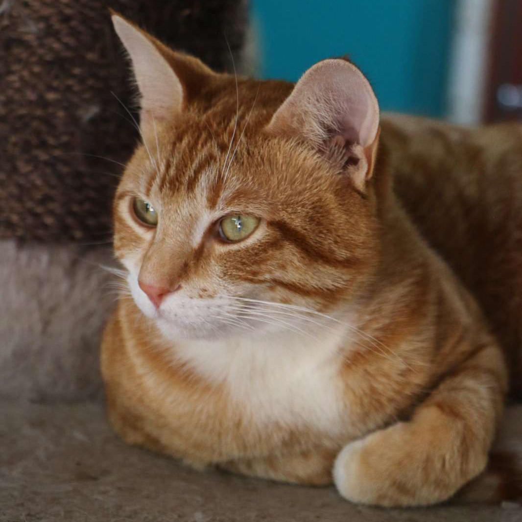 Zuko