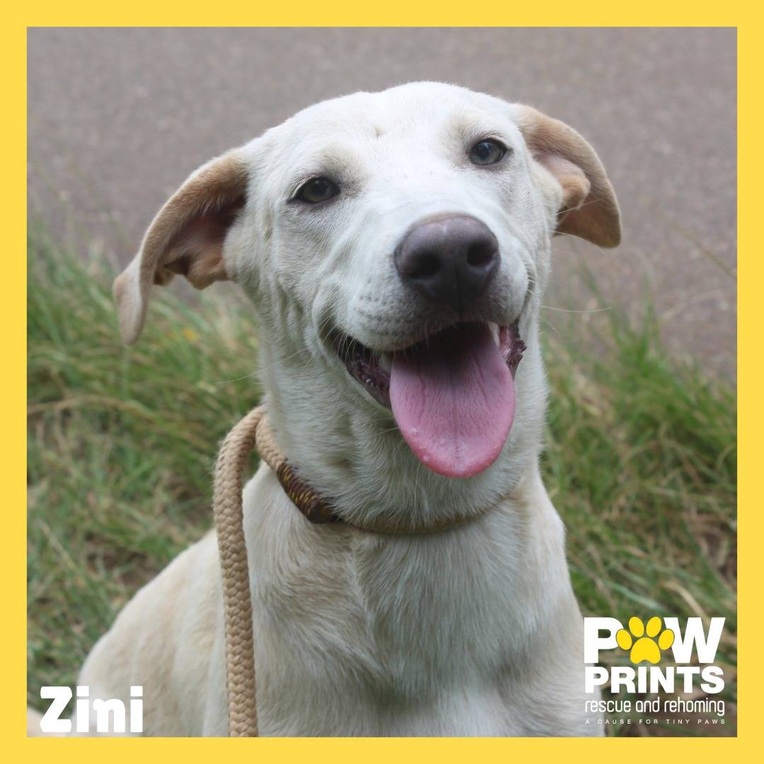 Zini