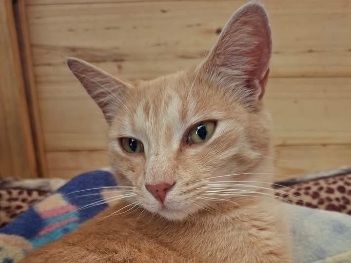 Farah
