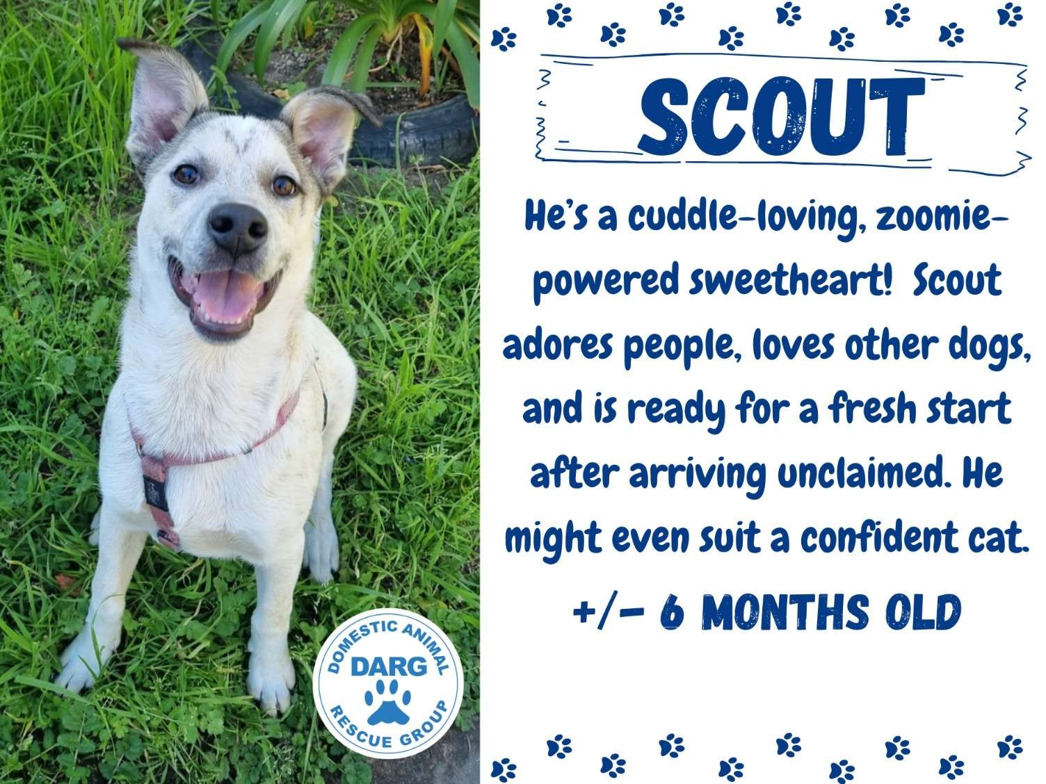 Scout