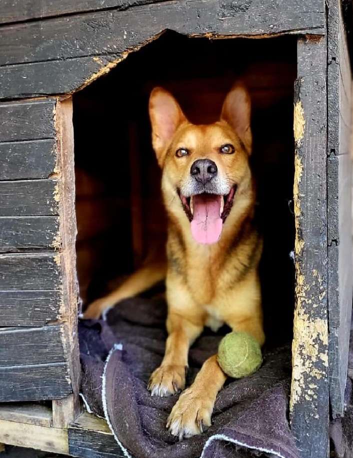 Harvey
