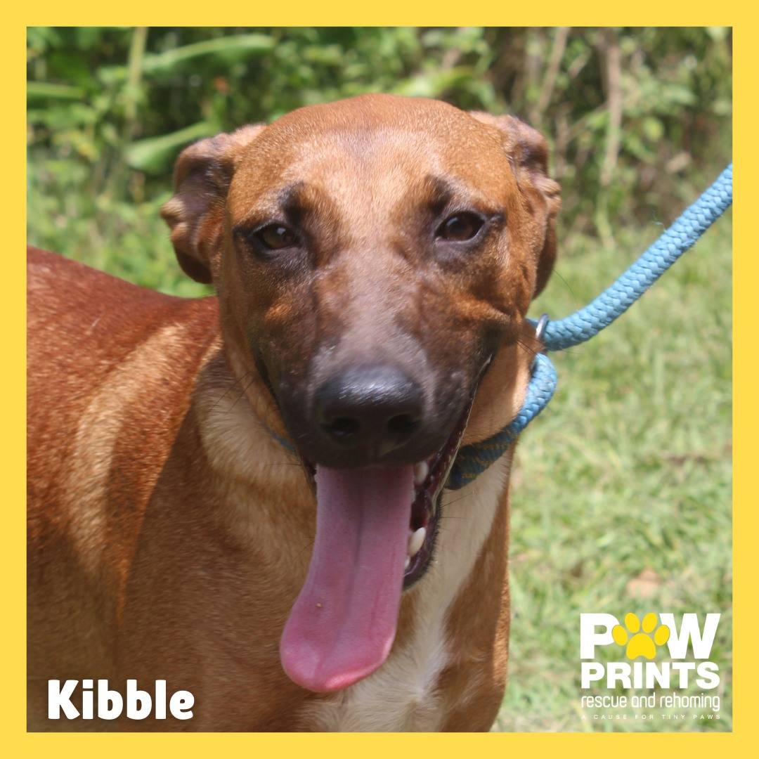 Kibble 