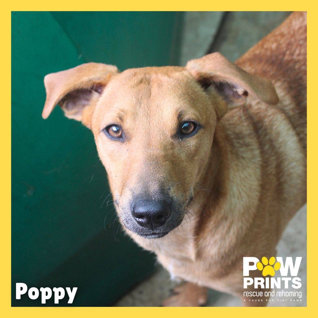 Poppy 