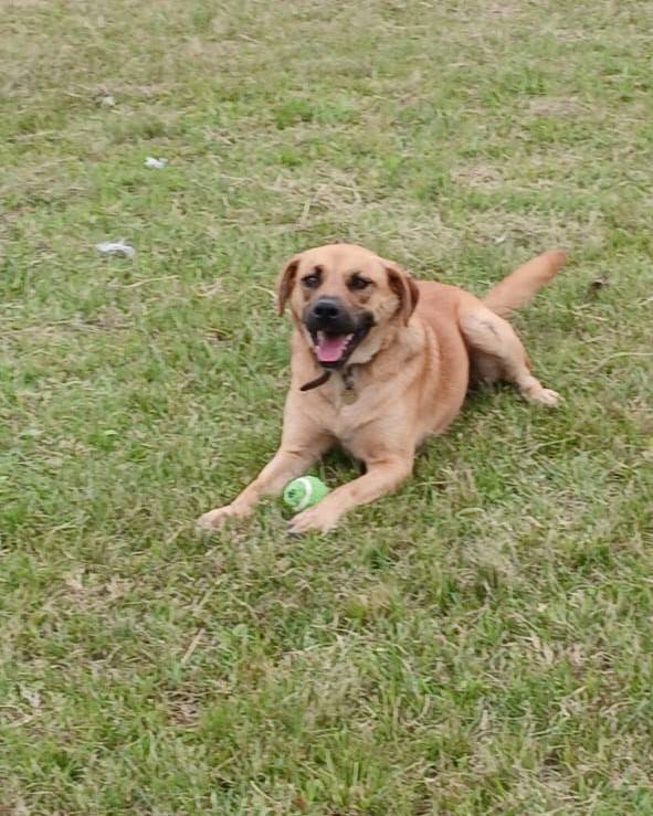 🎾 Rex 🐾