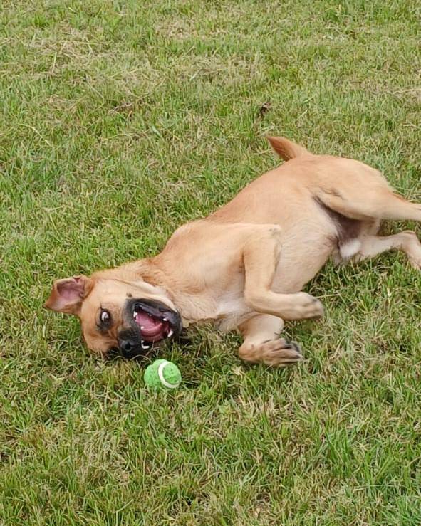🎾 Rex 🐾