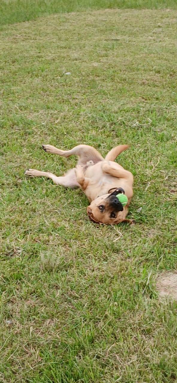 🎾 Rex 🐾