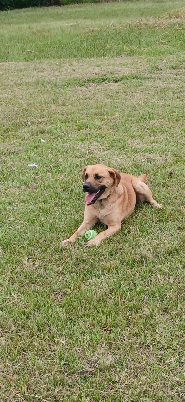 🎾 Rex 🐾