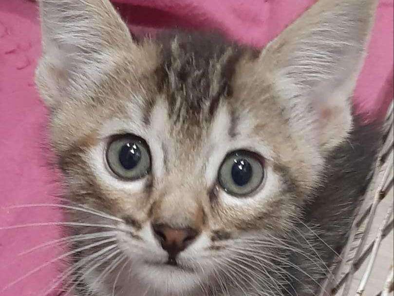 Lily
