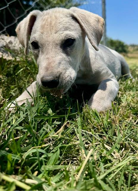 🐶Bobby🐶