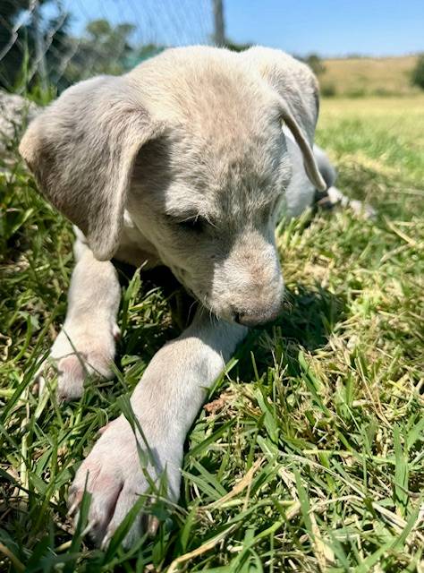🐶Bobby🐶