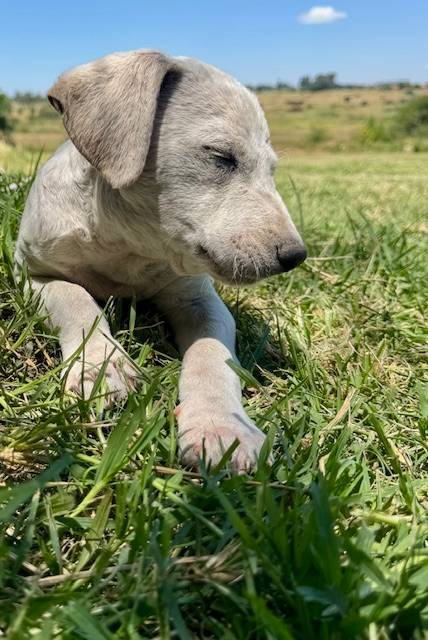 🐶Bobby🐶