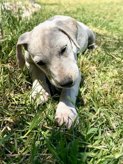 🐶Bobby🐶