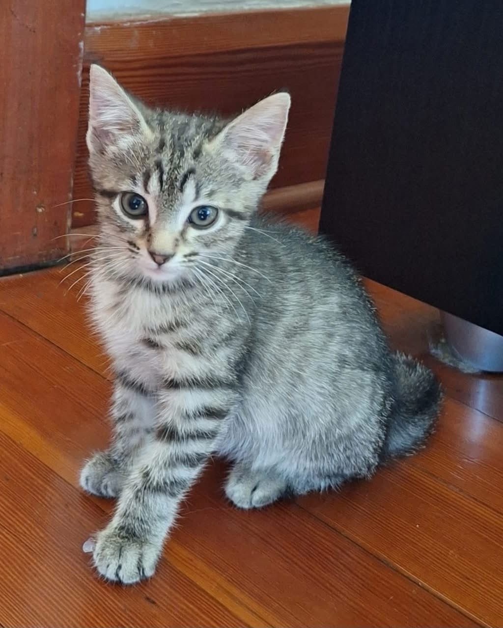 Maizey (ADOPTED)