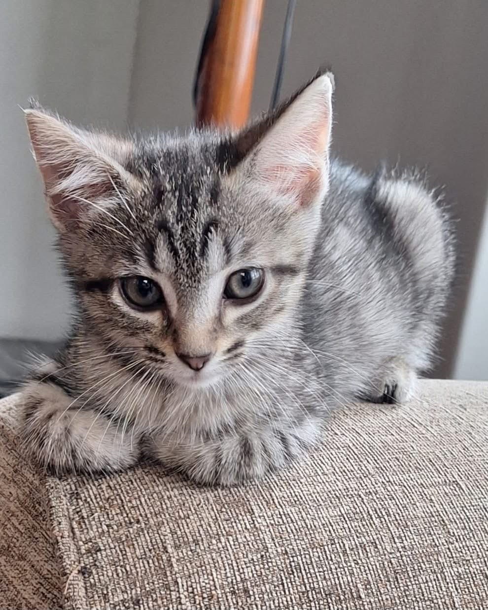 Maizey (ADOPTED)