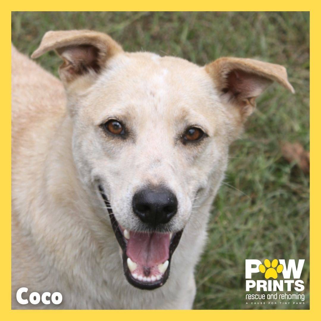 Coco