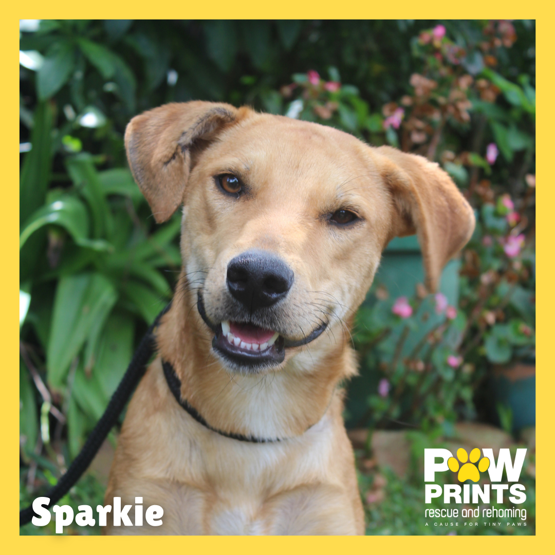 Sparkie