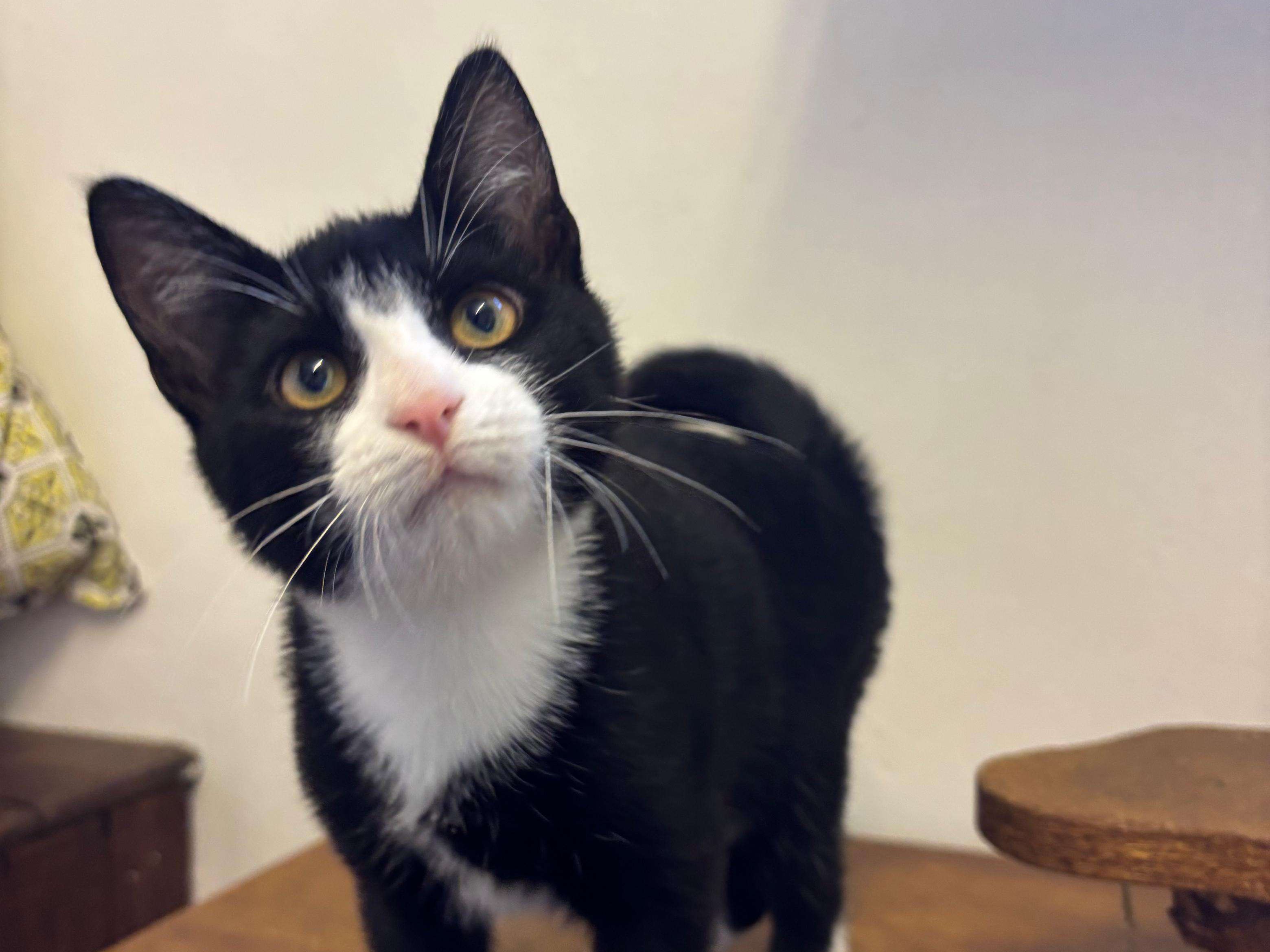 Tuxedo