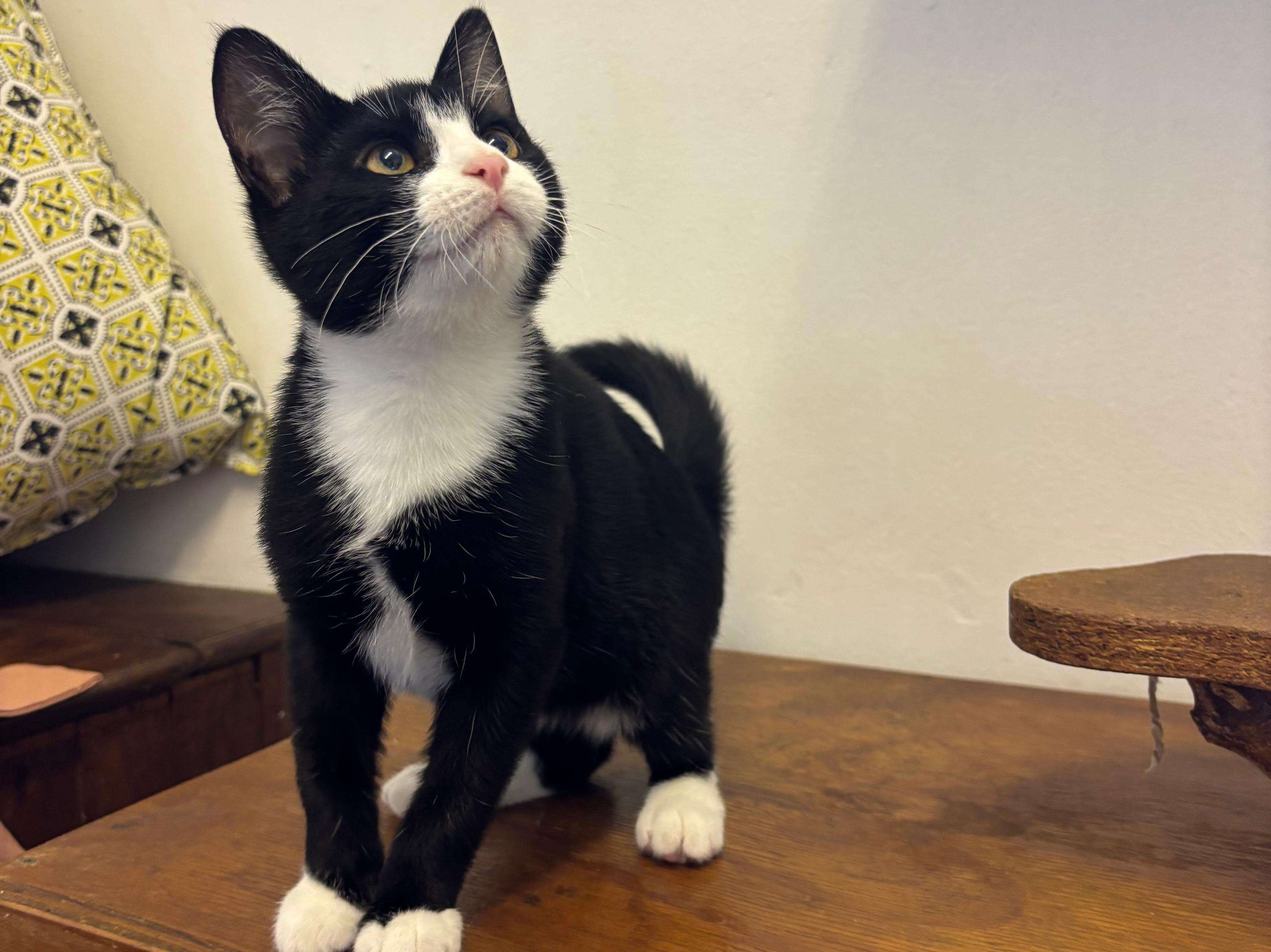 Tuxedo