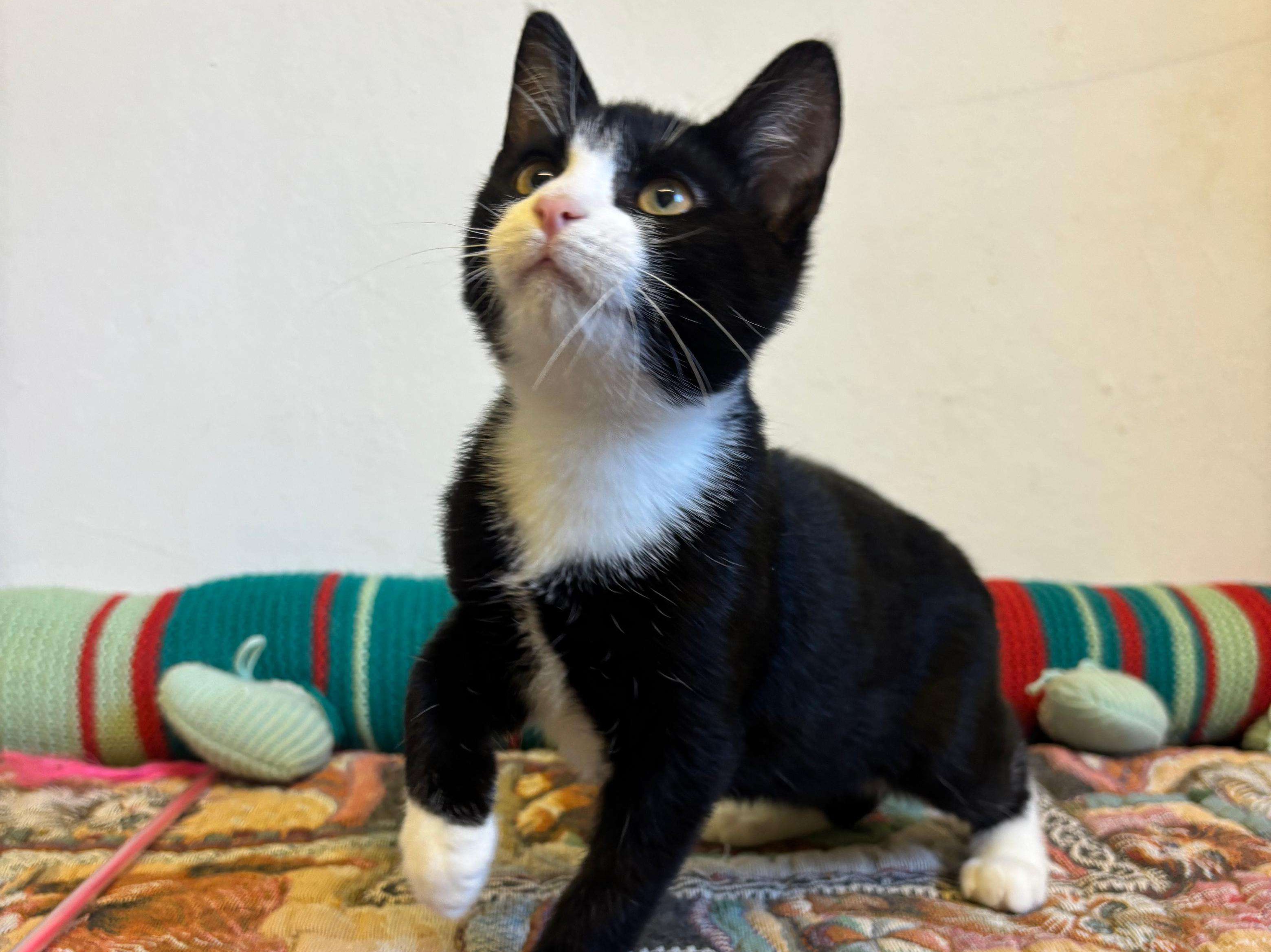 Tuxedo