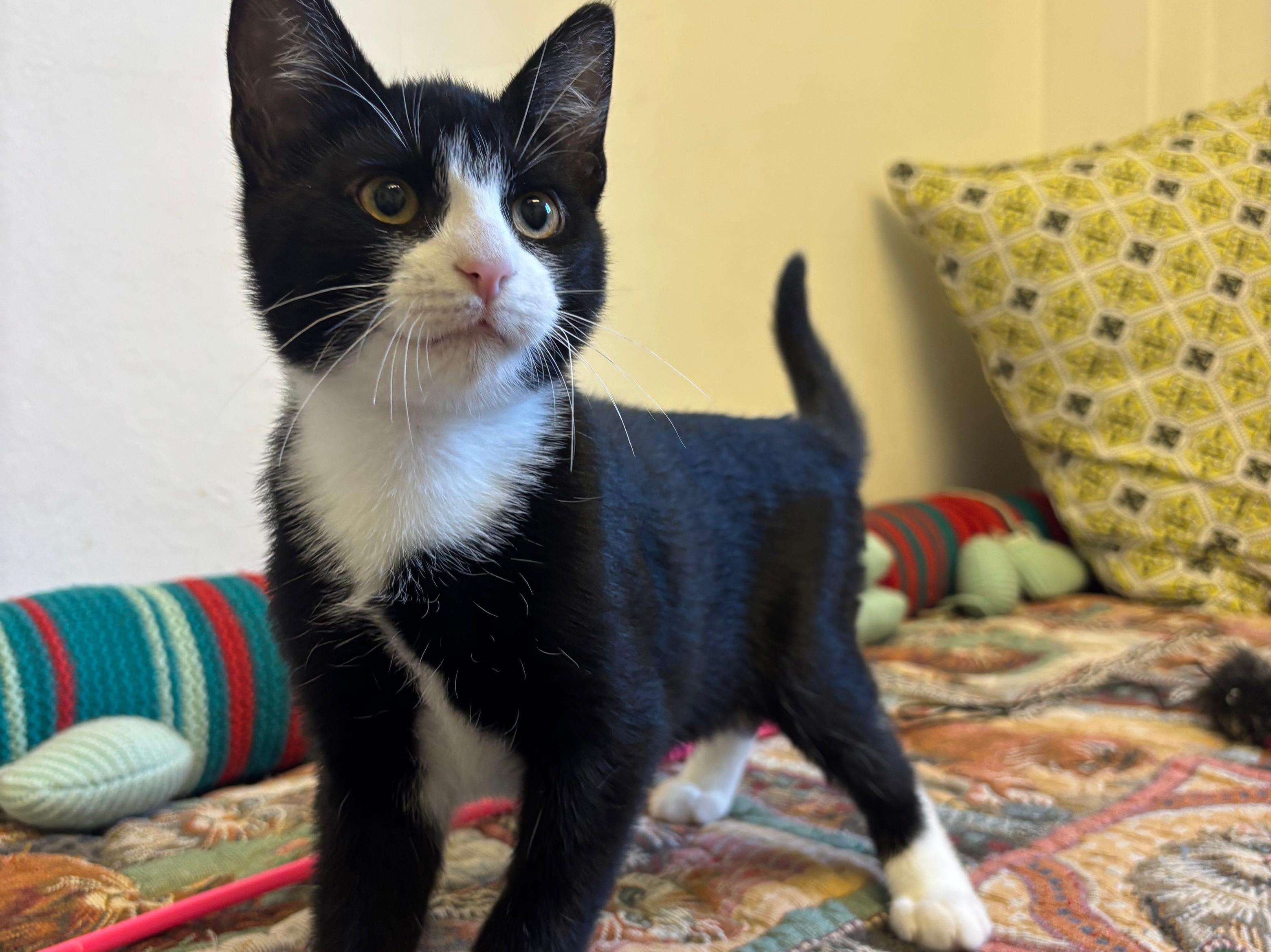 Tuxedo
