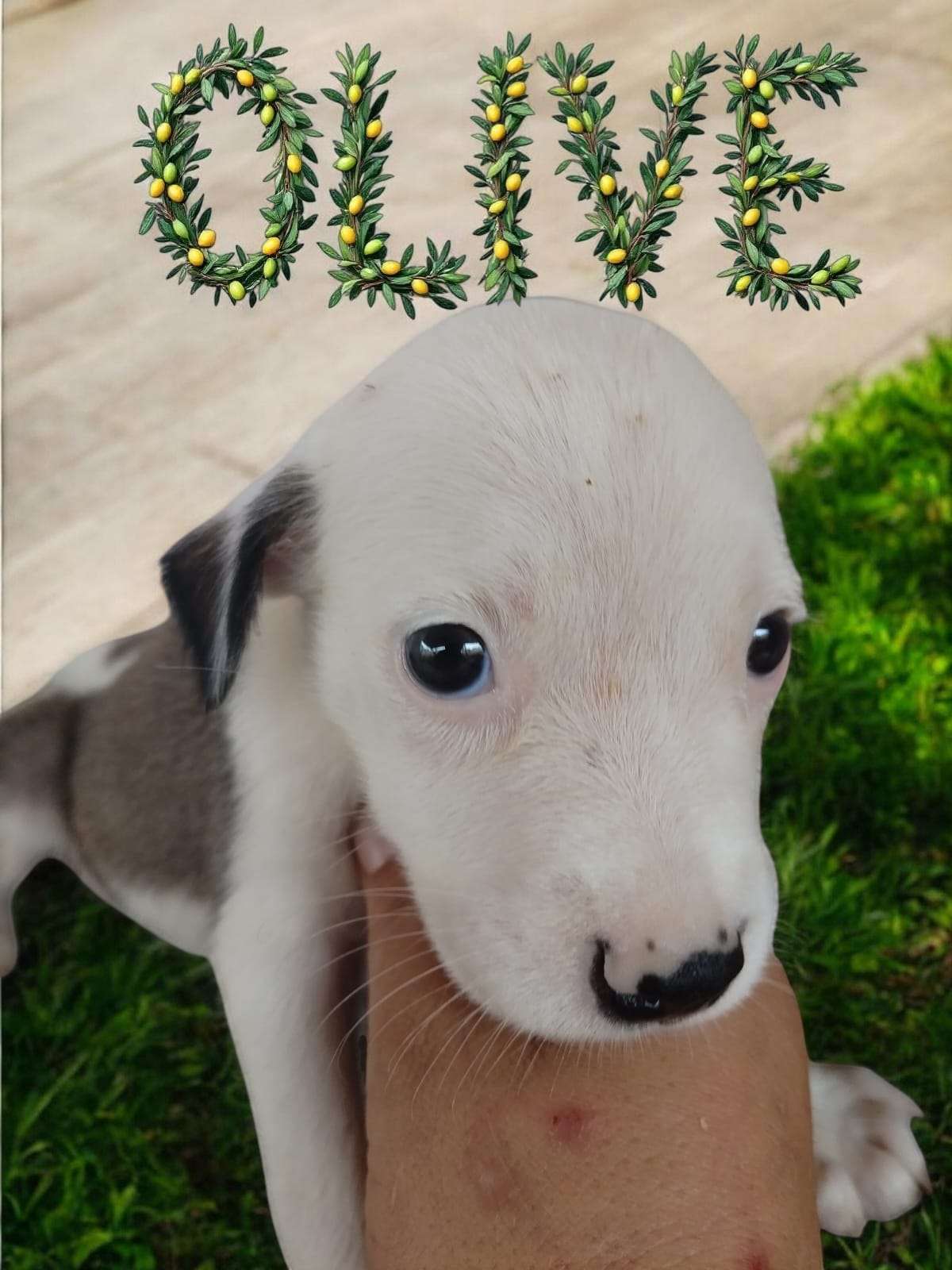 Olive