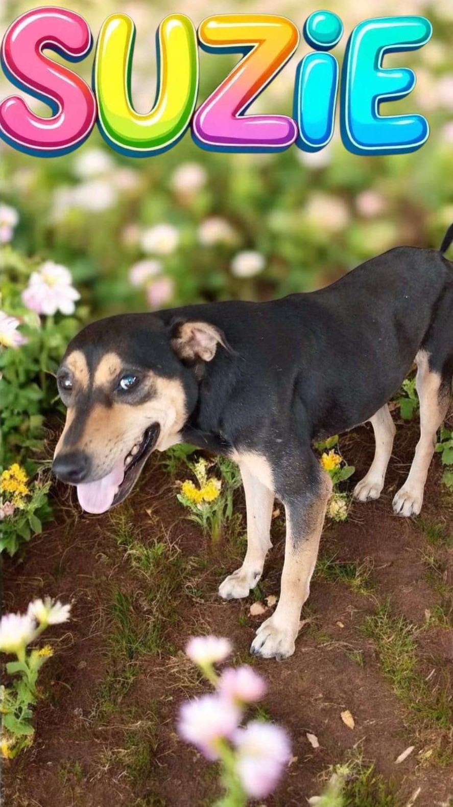 Suzie