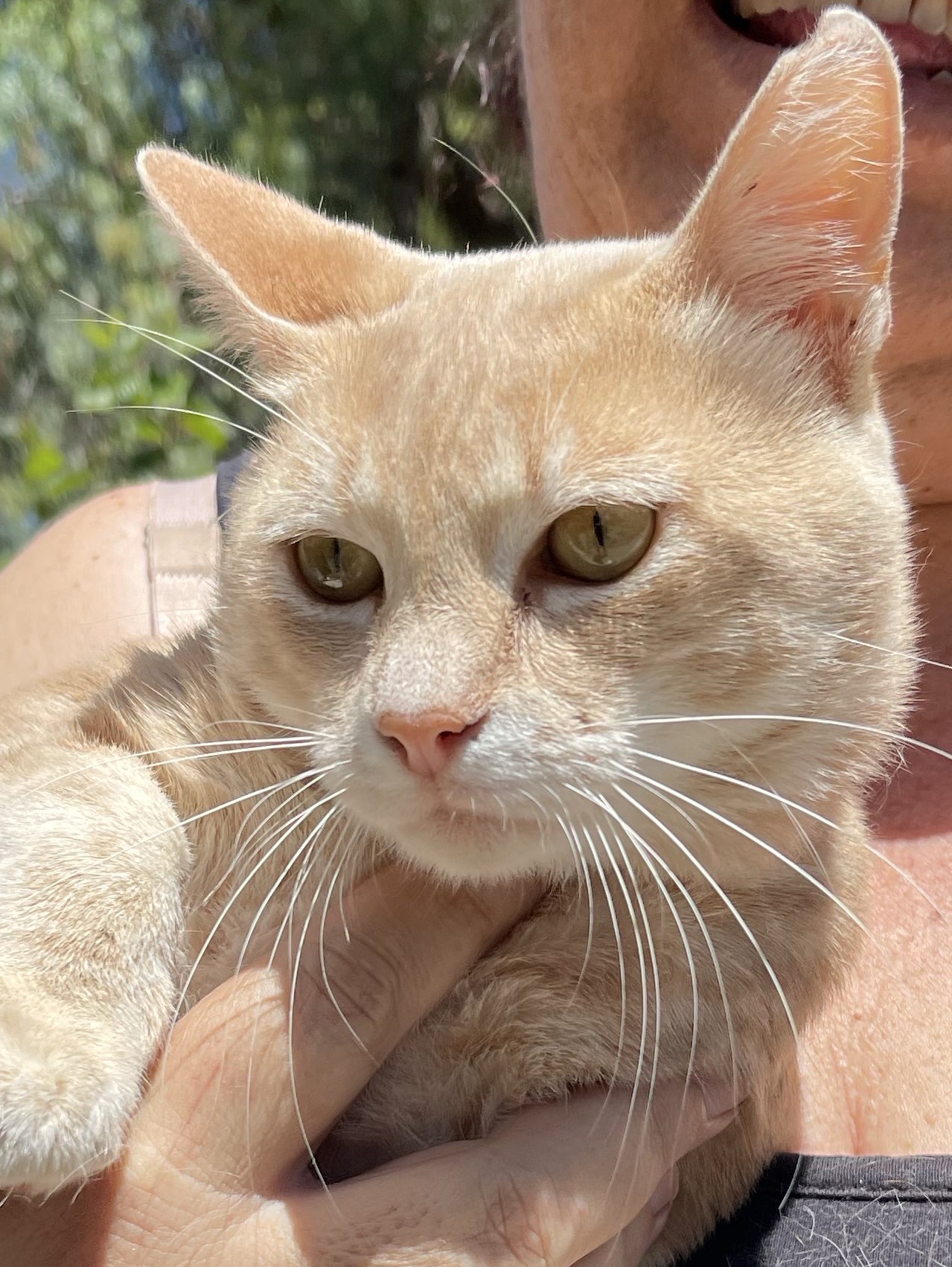 Whiskers