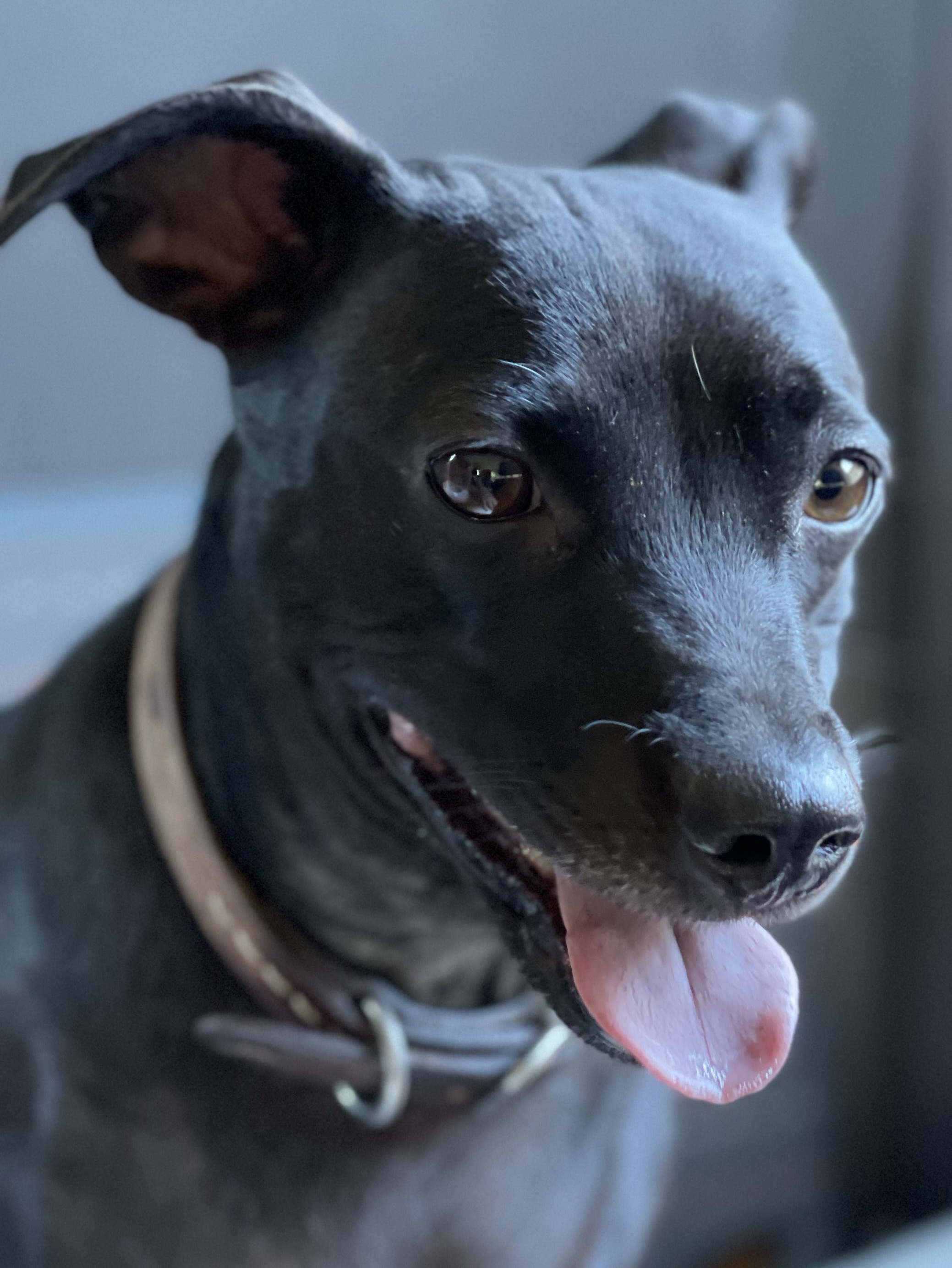 Blackie