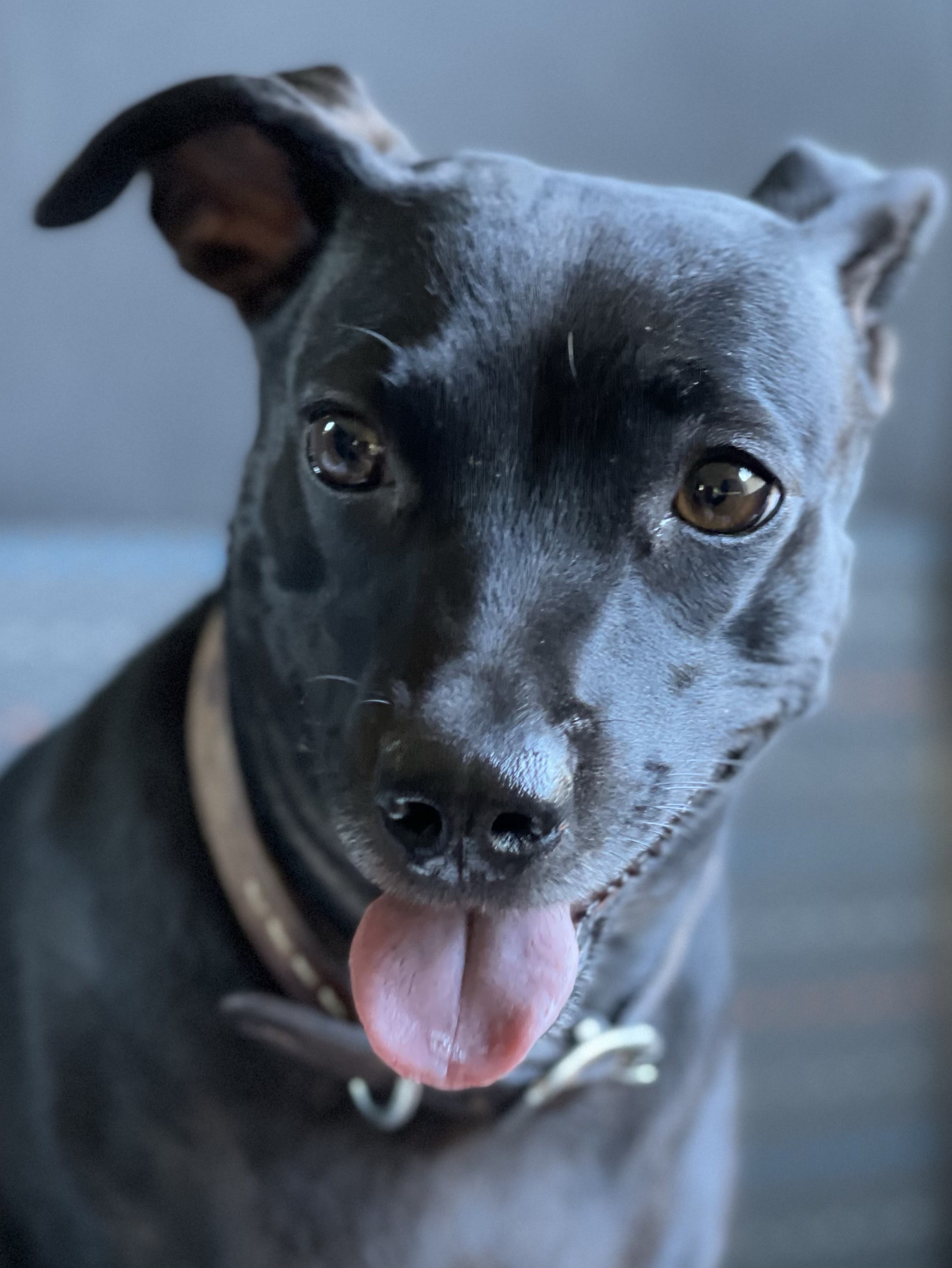 Blackie