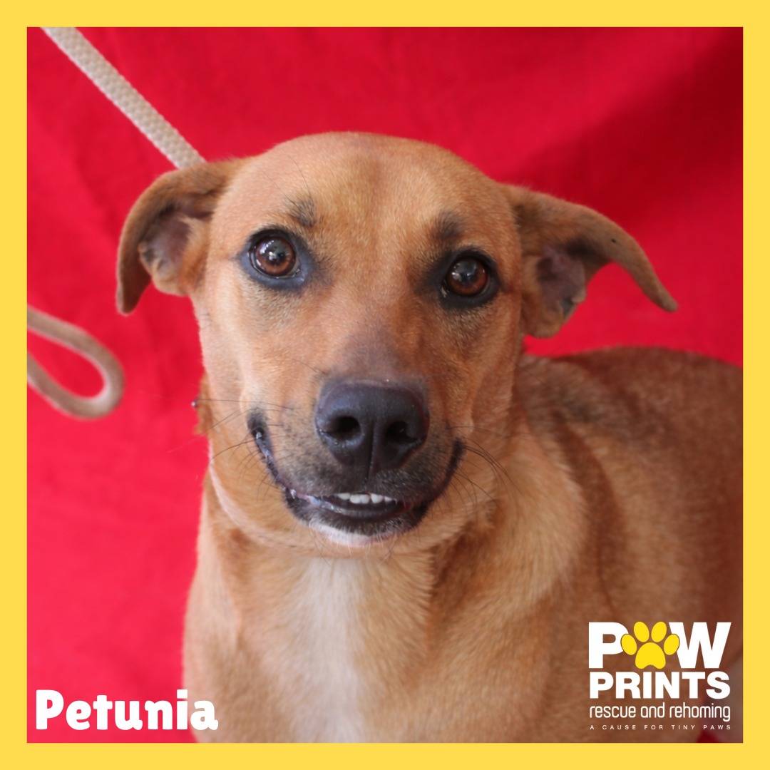 Petunia (Paisley Pup)