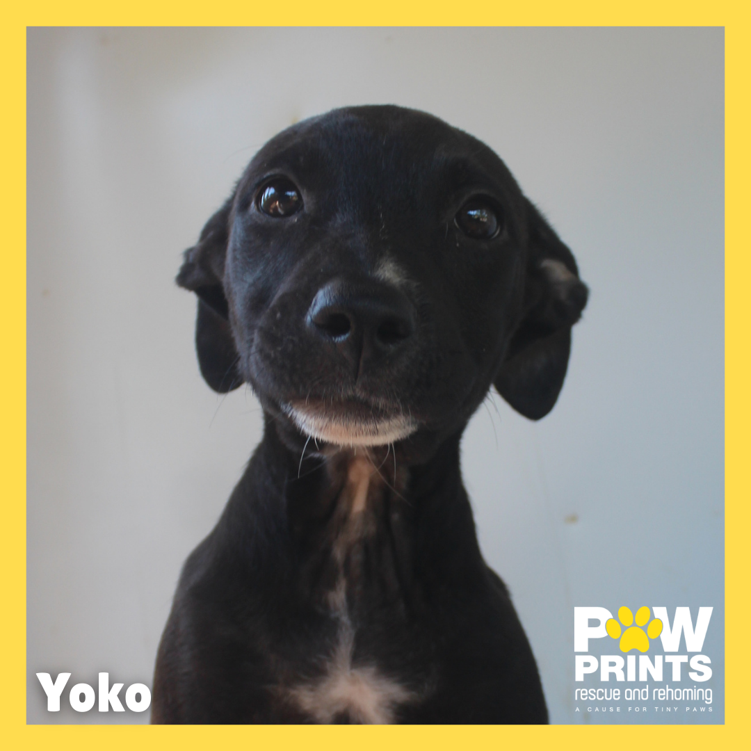 Yoko