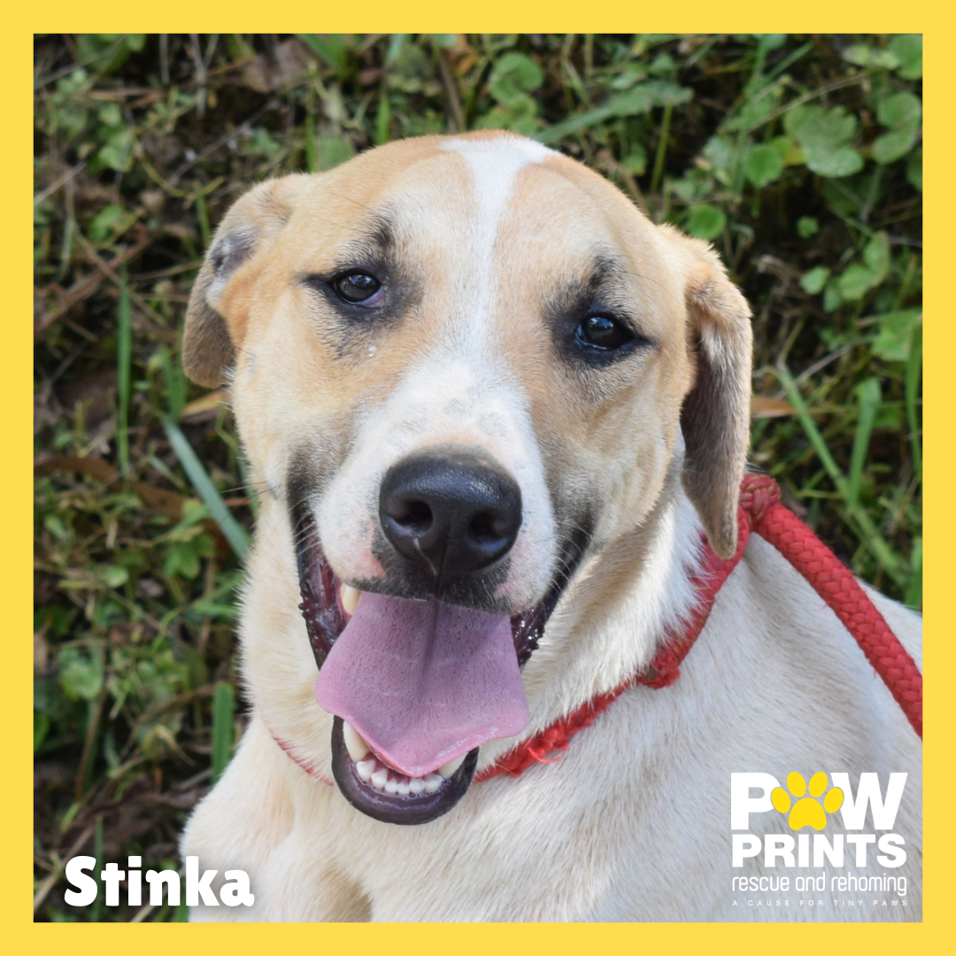 Stinka (Sheba Pup)